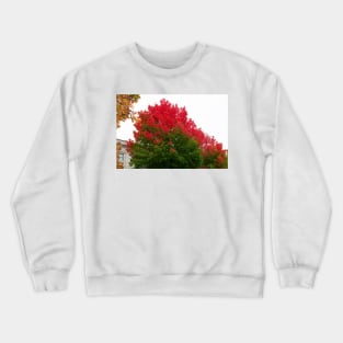 Red green fall trees thanksgiving Crewneck Sweatshirt